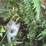 Entry image for Matilda Rae