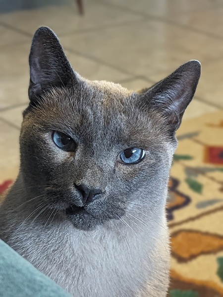 Entry image for Smudge. Clicking this image will show a larger photo