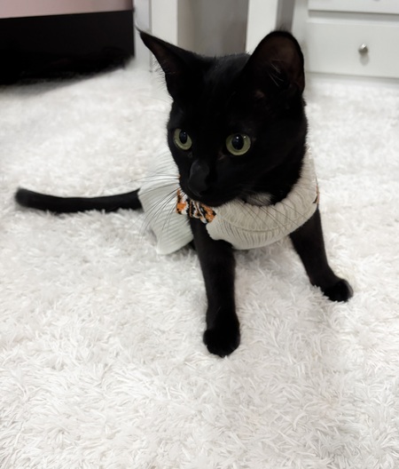 Entry image for Lucia . Clicking this image will show a larger photo