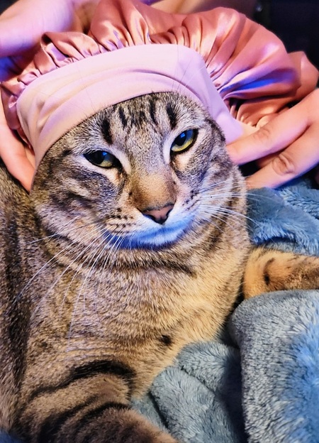 Entry image for Meow Meow. Clicking this image will show a larger photo