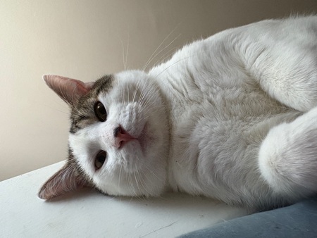 Entry image for Cinnamon. Clicking this image will show a larger photo