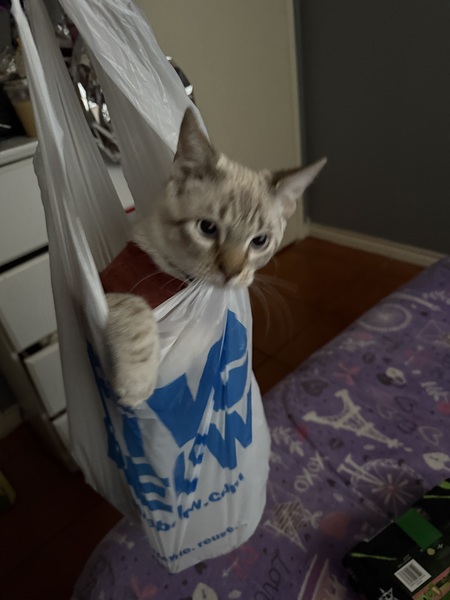 Entry image for Mochi . Clicking this image will show a larger photo