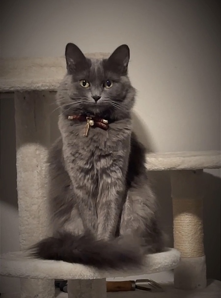Entry image for Luna. Clicking this image will show a larger photo