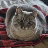 Entry image for Tilly