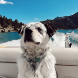 Entry image for Pepper