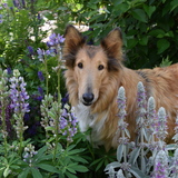 Entry image for Lacey