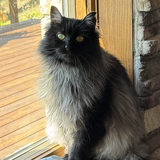 Entry image for Bella