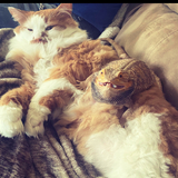 Entry image for Winston and chuck