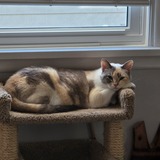 Entry image for Cappuccino