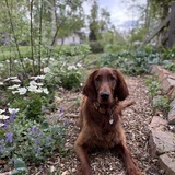Entry image for Harriet