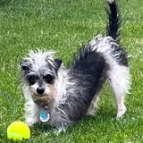 Entry image for Alfie