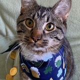 Entry image for Ollie, my lucky charm 