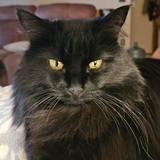 Entry image for Kittawn