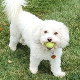Entry image for Izzy