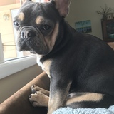 Entry image for Tubby