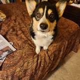 Entry image for Rainey