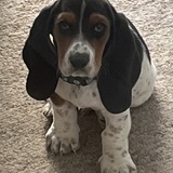 Entry image for Waylon