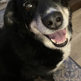 Entry image for Dozer