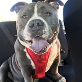 Entry image for Theodore 