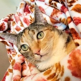 Entry image for Kally 