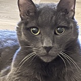 Entry image for Halsey