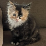 Entry image for Tulips 