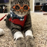 Entry image for Nash