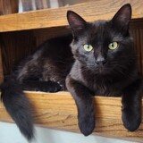 Entry image for Crybaby Jim