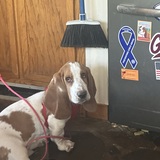 Entry image for Julius Benjamin Dohrman