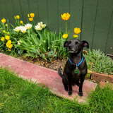 Entry image for Norman