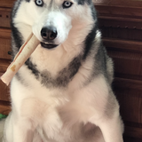 Entry image for Bandit