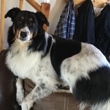 Entry image for Trixie