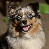 Entry image for Piper