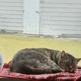 Entry image for Milo