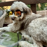 Entry image for Shelby