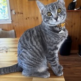 Entry image for Meriweather