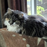 Entry image for Ziva