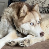 Entry image for Shay