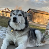 Entry image for Gunner