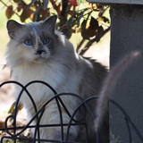 Entry image for Abby