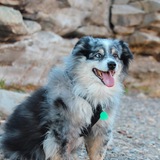 Entry image for Diogi