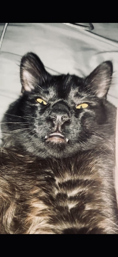 Entry image for Ludo. Clicking this image will show a larger photo