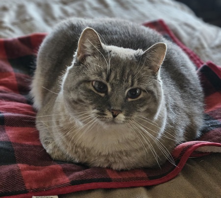 Entry image for Tilly. Clicking this image will show a larger photo