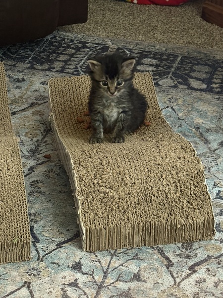 Entry image for Birdie. Clicking this image will show a larger photo