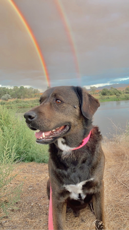 Entry image for Duke. Clicking this image will show a larger photo