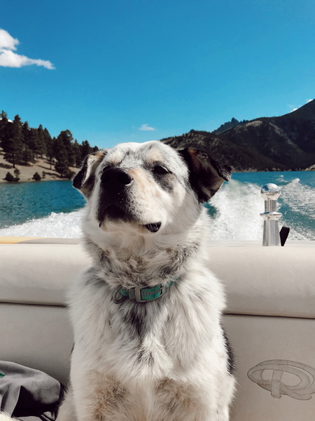 Entry image for Pepper. Clicking this image will show a larger photo