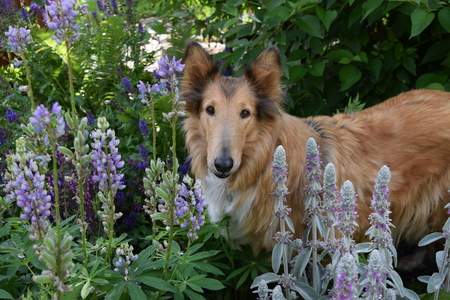 Entry image for Lacey. Clicking this image will show a larger photo