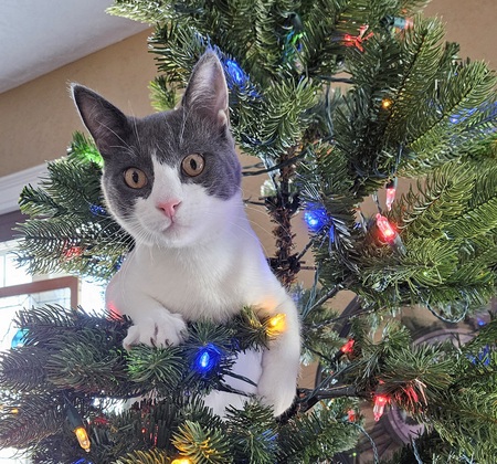 Entry image for Milo. Clicking this image will show a larger photo