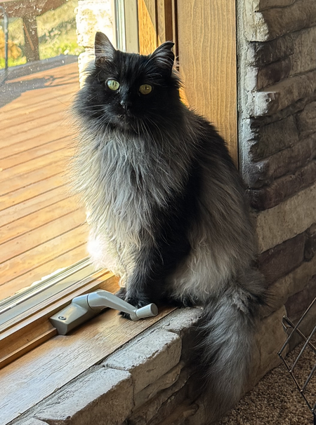 Entry image for Bella. Clicking this image will show a larger photo