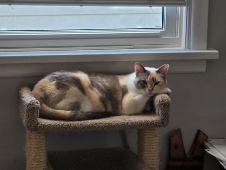 Entry image for Cappuccino. Clicking this image will show a larger photo